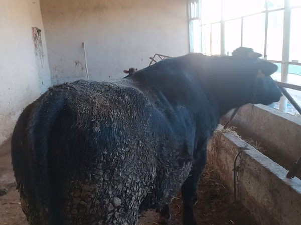 ثور, الماشية