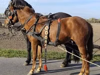Yegua, Hungarian horse breed — foto 4