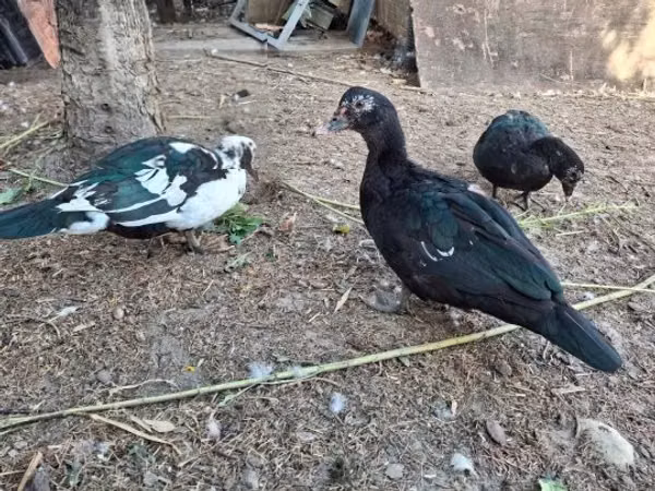 Ducks