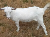 बकरी, Alpine goat — फ़ोटो 3
