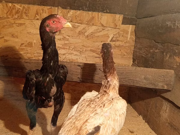 Chickens
