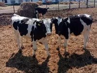 Бух, Russian Black pied cattle — 2 зураг
