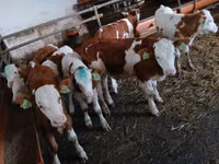 公牛, Simmental cattle — 照片 4