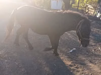 公马, Horses — 照片 4