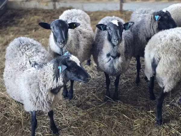 Хуц, Romanov sheep