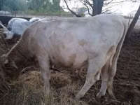 公牛, Charolais cattle — 照片 1