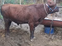 公牛, Cattle — 照片 1