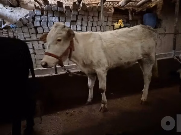 母牛, Cattle