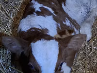 ثور, Simmental cattle — الصورة 3