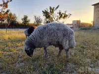 Widder, Rhon sheep — Foto 4