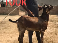 Ziegen (Partie, Geschlecht nicht angegeben), Najdi goat — Foto 1