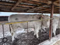 Bulle, Simmental cattle — Foto 2