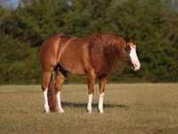 Horse (M), Quarter Horse — photo 2