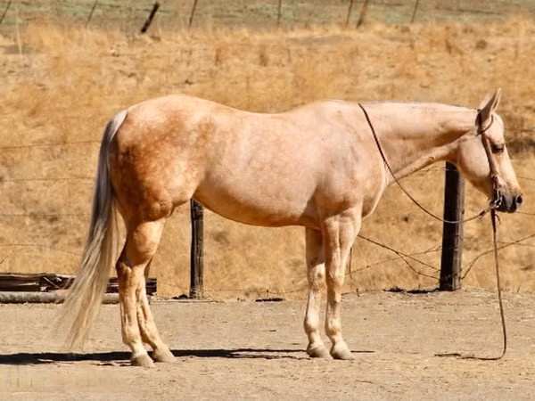 घोड़ी, Quarter Horse