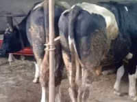Cattle (batch, sex not specified), Russian Black pied cattle — photo 1