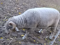 公羊, Sheep — 照片 2