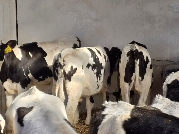 Bulle, Russian Black pied cattle