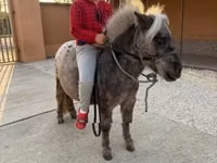 حصان, Falabella — الصورة 1