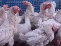 Leghorn — Foto 2