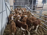 Toro, Simmental cattle — foto 1