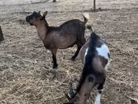 Cabro, Cabras — foto 5