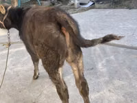ثور, الماشية — الصورة 2