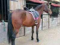 घोड़ी, Hungarian horse breed — फ़ोटो 4