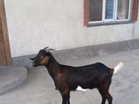 Ziege, Nubian Goat — Foto 5