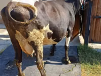 母牛, Holstein breed — 照片 4