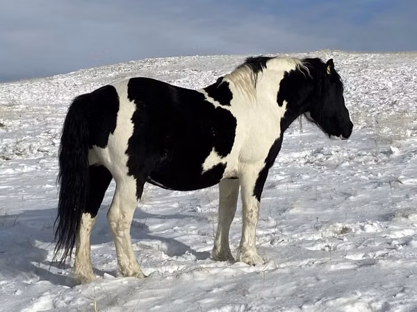 公马, Mugalzhar horse