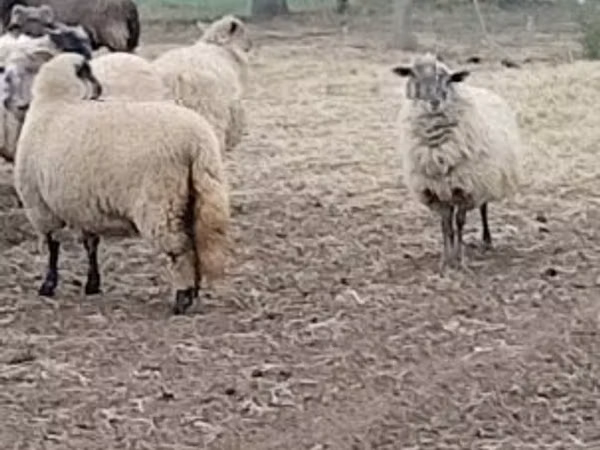 نعجة, Merino sheep