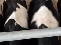 Bulle, Russian Black pied cattle — Foto 8