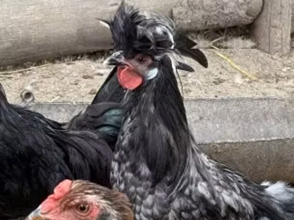 بوليش
