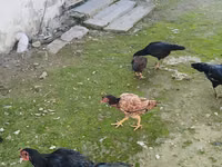 शामो चिकन्स — फ़ोटो 2