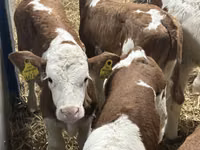 Rinder (Partie, Geschlecht nicht angegeben), Simmental cattle — Foto 1