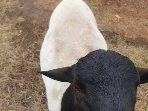 Хуц, Dorper sheep