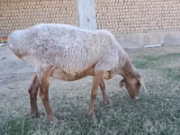 Хонь, Хонь — 3 зураг