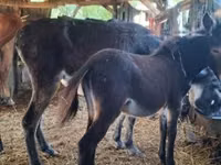 Yegua, Caballos — foto 2