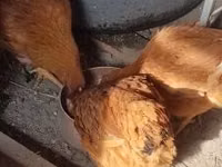 Chickens — फ़ोटो 2