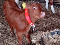 أبقار (دفعة، الجنس غير محدد), Russian Black pied cattle — الصورة 4
