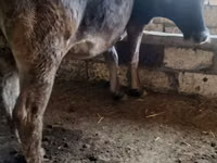 母牛, Alatau breed — 照片 3
