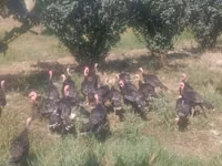 Turkeys — Foto 6
