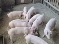 Schweine (Partie, Geschlecht nicht angegeben) — Foto 1