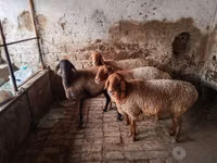 भेड़ें (लॉट, लिंग निर्दिष्ट नहीं), Arashan sheep — फ़ोटो 1