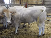 सांड, Blonde d’Aquitane cattle — फ़ोटो 3