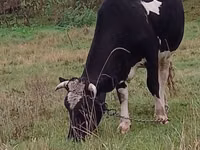 母牛, Russian Black pied cattle — 照片 3