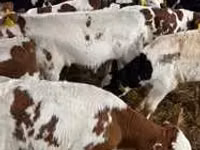 公牛, Cattle — 照片 6