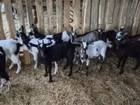 Cabro, Cabras — foto 8