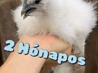 Силки — 3 зураг