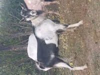 公山羊, Alpine goat — 照片 1